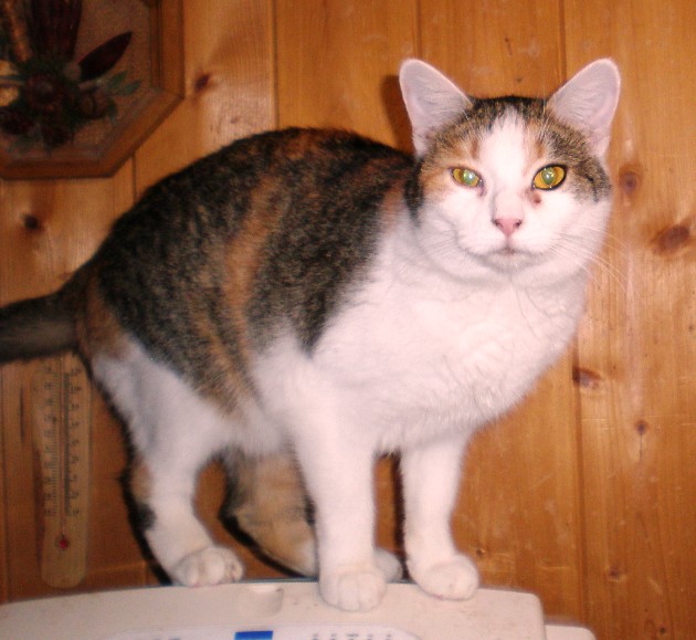 Dorotka 4/12 odčervená,  kastrovaná, očkovan