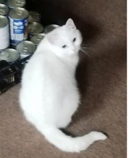 Belinda asi 2015 odčervená, očkovaná, kastrovaná. Virtuální adpce Šárka Masopustová, děkuji.