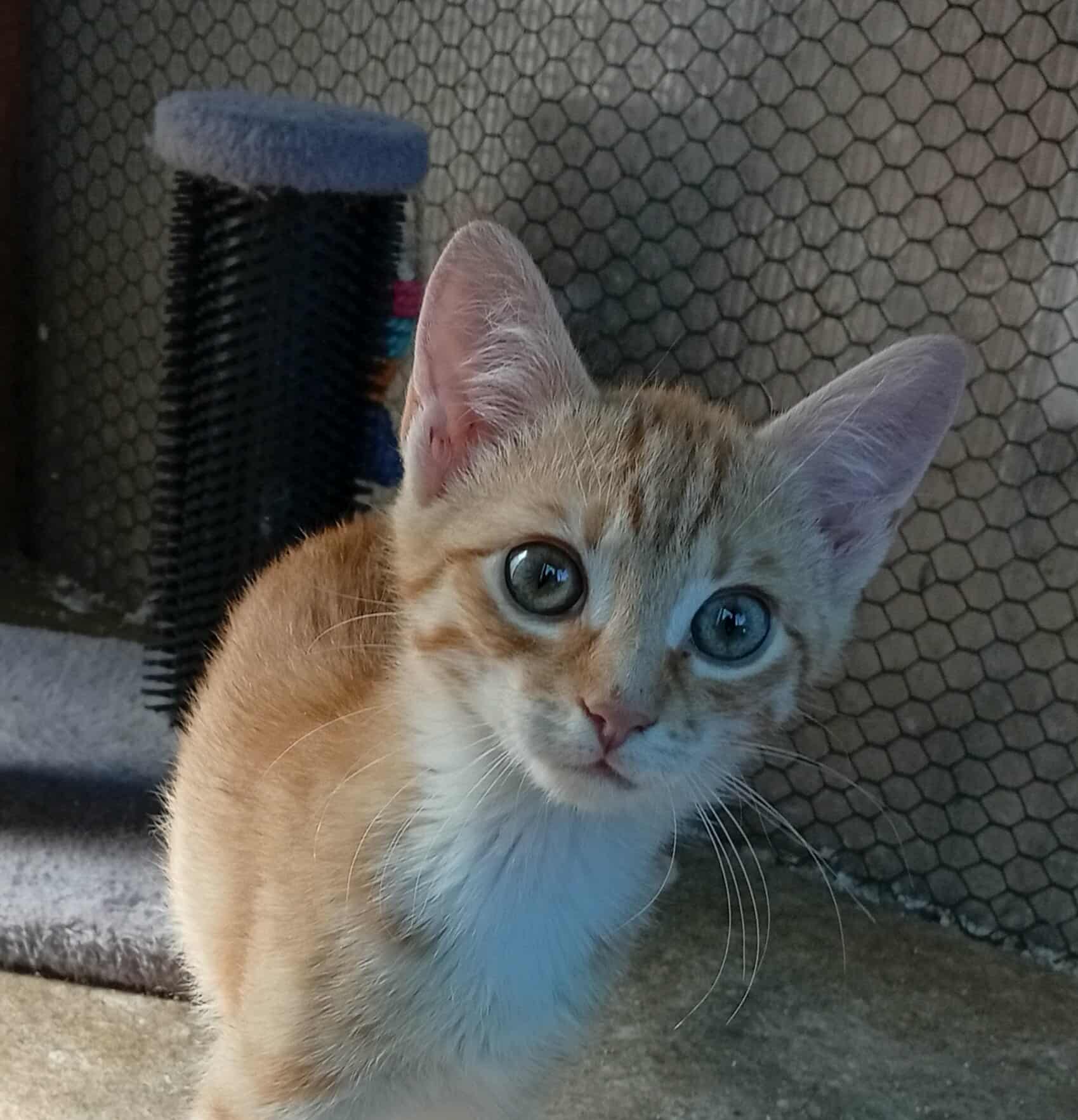 Michálek asi 15.5.25 FElv - Fiv neg. odčervený