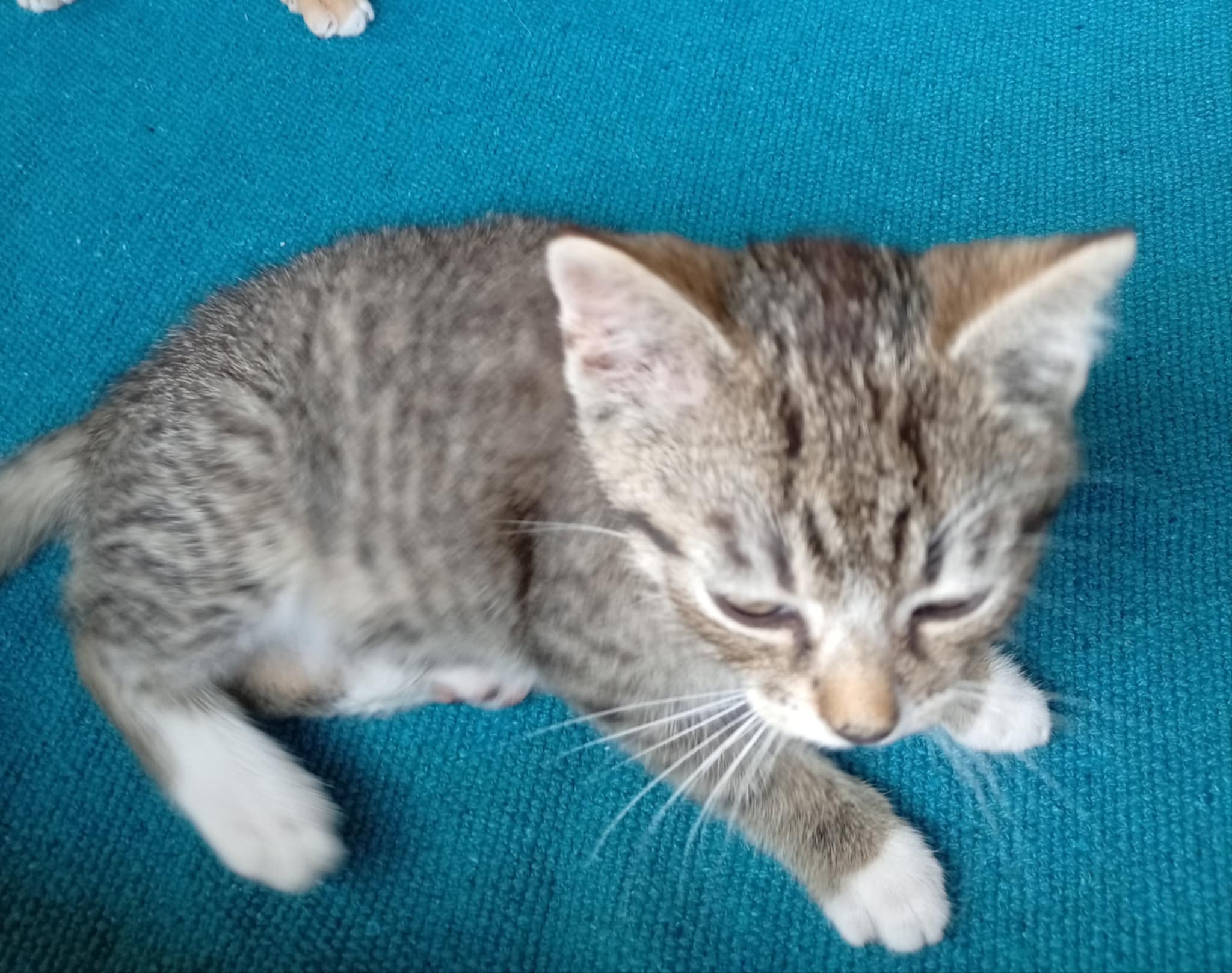 Martínek asi 15.5..25 FElv - Fiv neg. odčervený