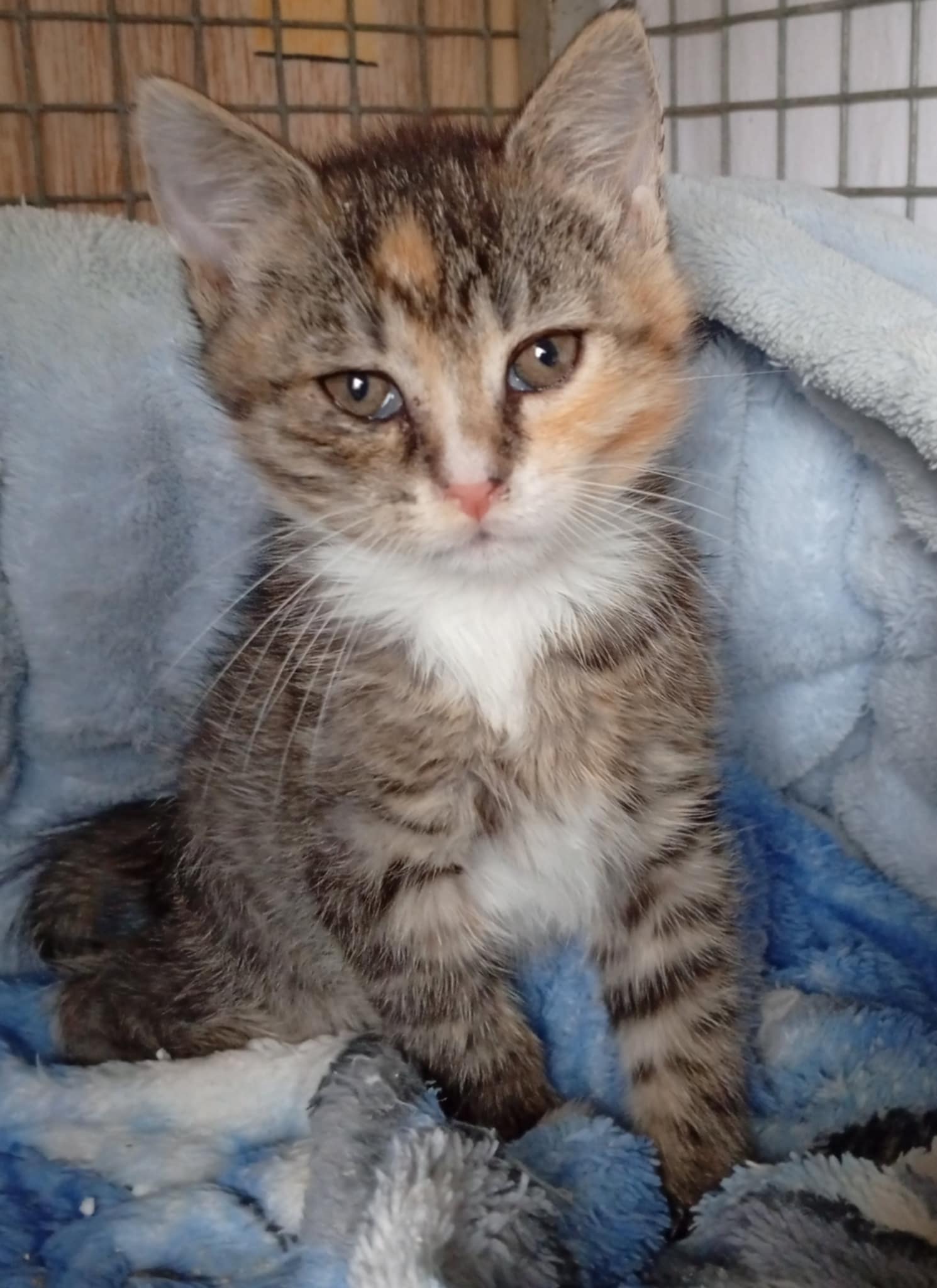 Popelka asi 15.8.25 FElv - Fiv neg. odčervená