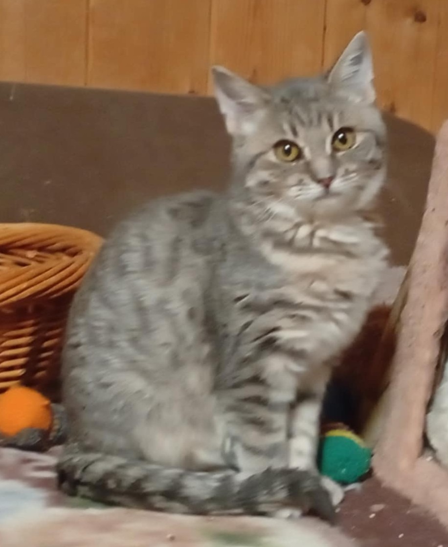 Leontýnka asi 1.6.25 kastrovaná, Felv Fiv negativní, odčervené