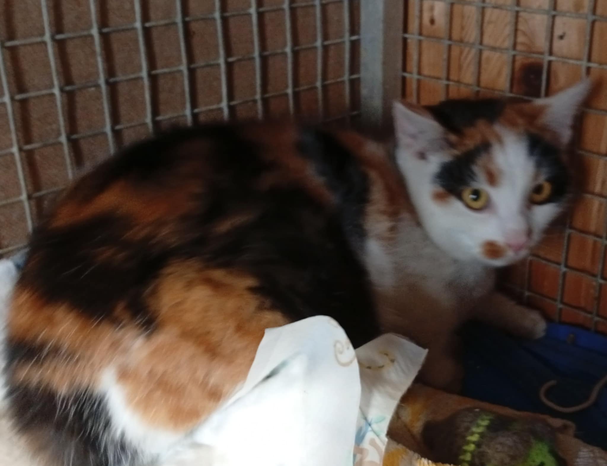 Elsa nar.asi 6/2025 kastrovaná, test. Felv Fiv negativní, odčervená