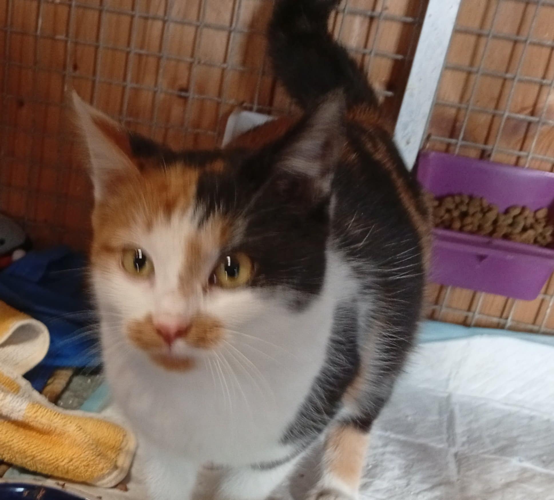 Elis nar.asi 6/2025 kastrovaná, Felv Fiv negativní, odčervená