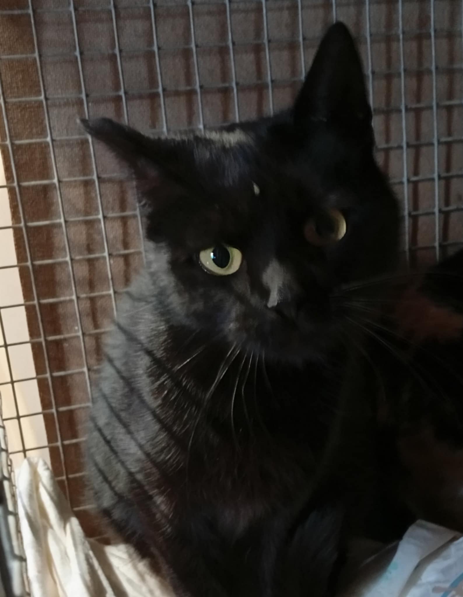 Elenka nar. asi 6/2025 kastrovaná, Felv Fiv negativní,odčervená