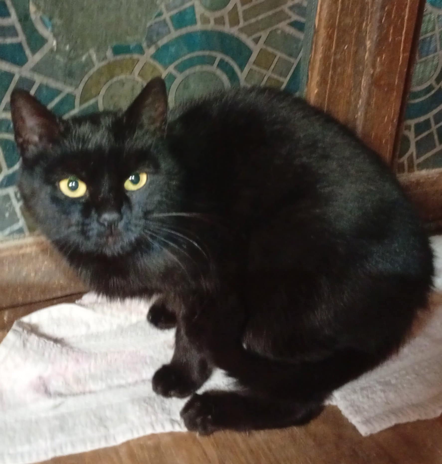 Elenka nar. asi 6/2025 kastrovaná, Felv Fiv negativní,odčervená