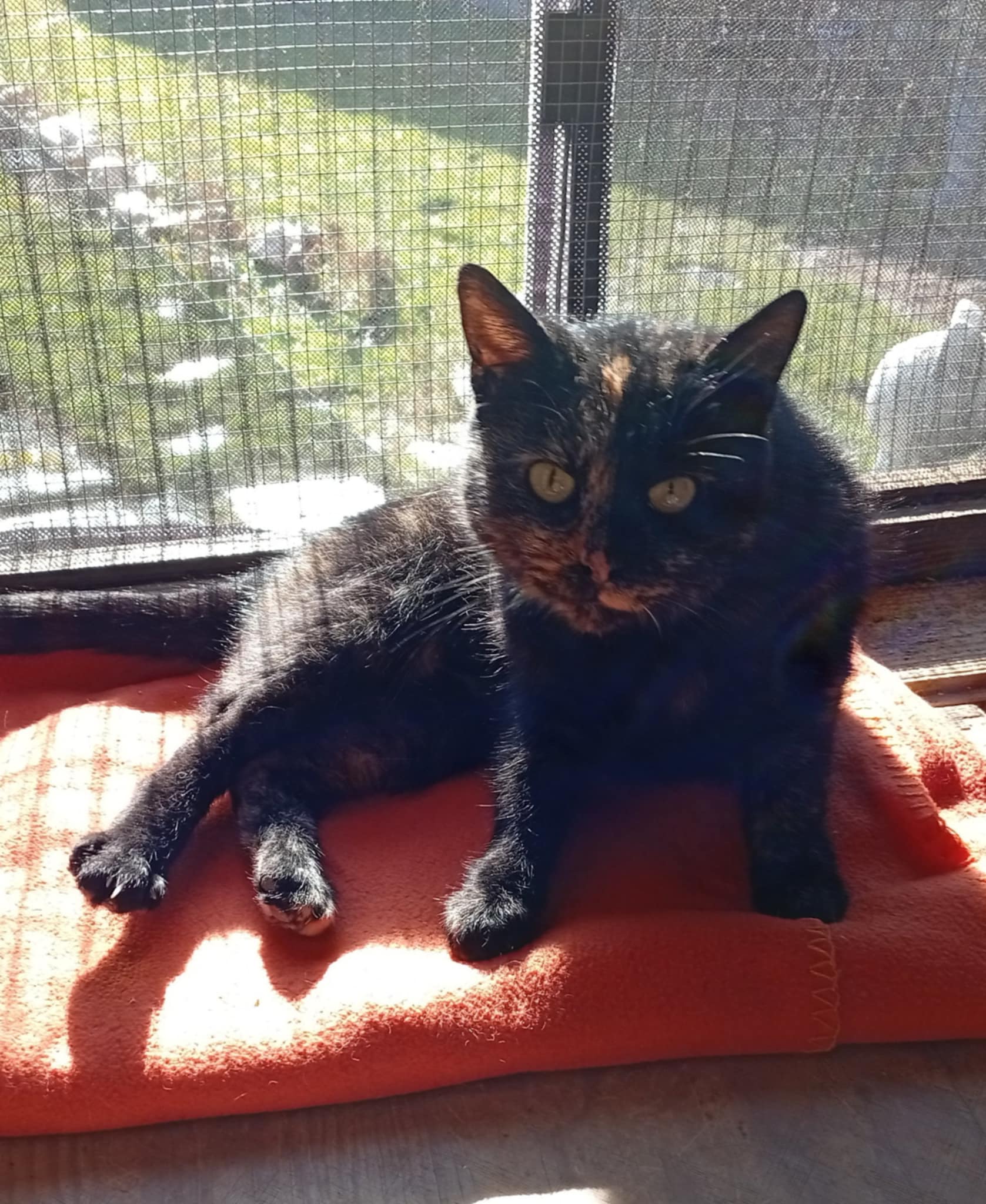 Zara nar.asi 11/ 2024 odčervená, kastrovaná