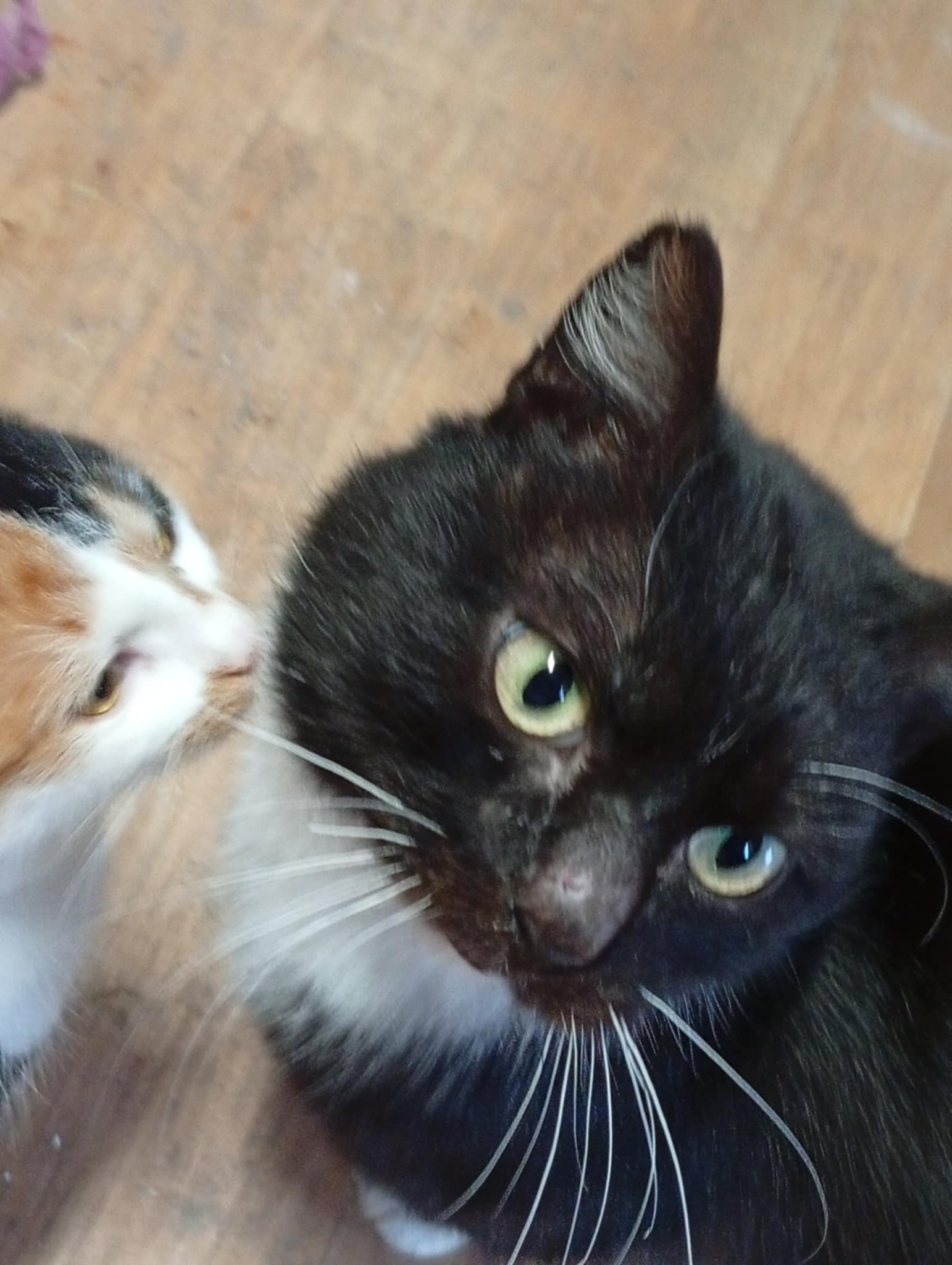 Čumáček asi 2020 odčerený, kastrovaný, Felv - Fiv neg.