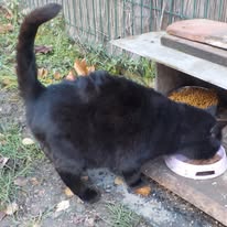 Zorro asi 2020 odčervený, kastrovaný