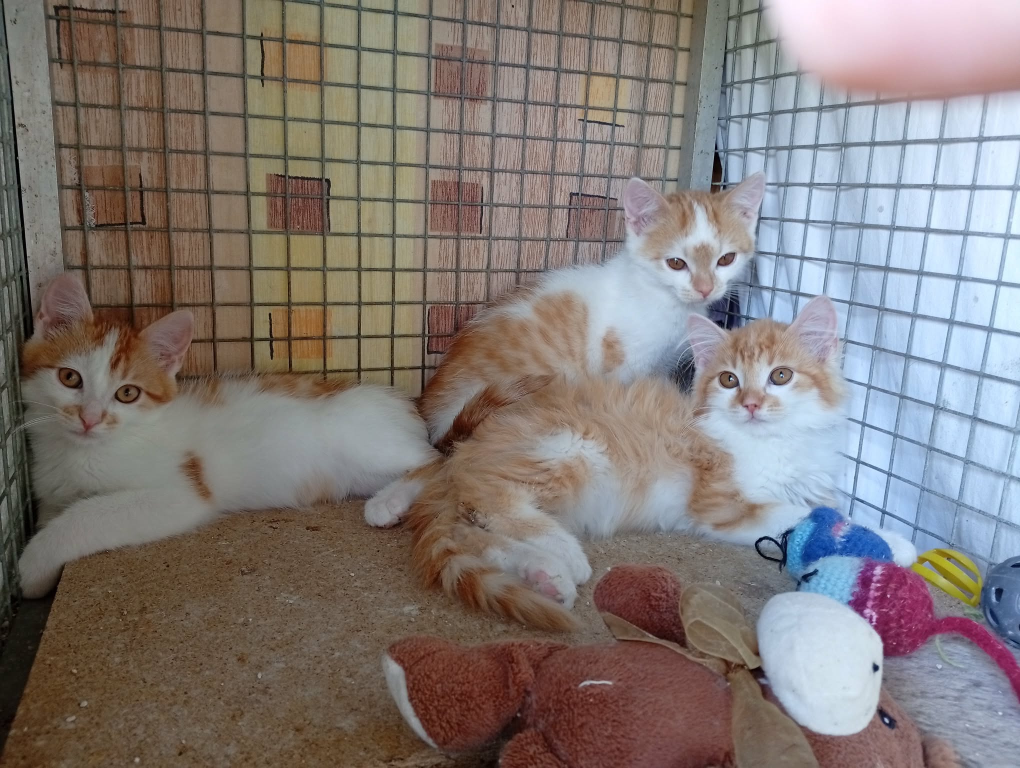 3 kocourci asi 1.6.2026 odčervení